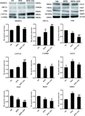 Untargeted and Targeted Metabolomics Reveal the Underlying Mechanism of Aspirin Eugenol Ester Ameliorating Rat Hyperlipidemia via Inhibiting FXR to Induce CYP7A1